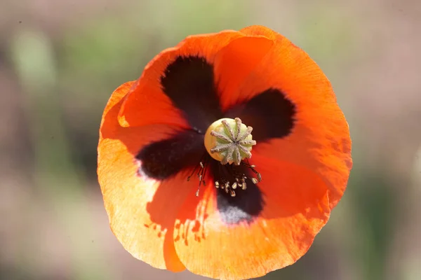 緑の背景に赤いケシの花がクローズアップされ — ストック写真