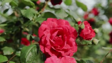 Yaz bahçesinde pembe bir gül, gül çalılığında çiçek açar. Yapraklarında yağmur damlaları olan bir gül çiçeğinin yakın çekimi.