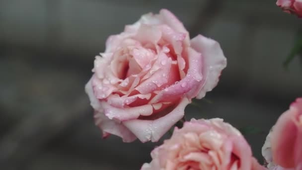 Ένα Ροζ Τριαντάφυλλο Ανθίζει Ένα Καλοκαιρινό Κήπο Ένα Τριαντάφυλλο Μπους — Αρχείο Βίντεο