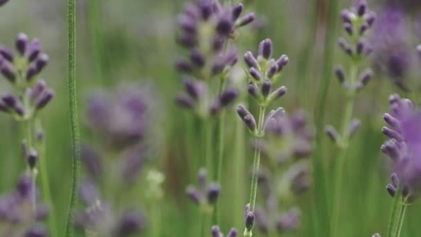 Flores Lavanda Cerca Hermosas Flores Lavanda Flor Balanceándose Viento Enfoque — Vídeos de Stock