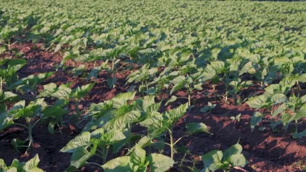 Green Young Sunflower Field Concept Agriculture — Stock Video