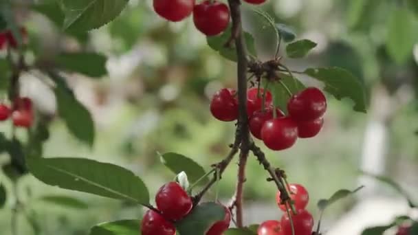 Czerwony Kwaśny Gałąź Wiśnia Para Smaczny Owoc Wiatr Zbliżenie Gałązek — Wideo stockowe