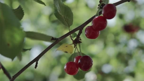 Roter Sauerkirschenzweig Mit Einem Paar Schmackhafter Früchte Wind Zweige Und — Stockvideo