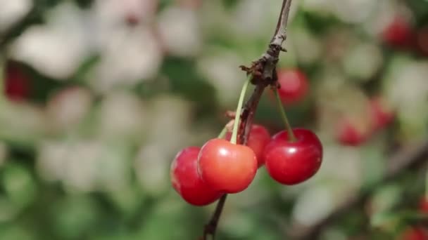 Röd Surkörsbärsträd Gren Med Par Välsmakande Frukt Vinden Närbild Körsbärsträd — Stockvideo