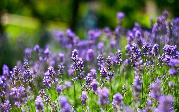 Lavendelbloemenveld Groeiende Bloeiende Lavendel — Stockfoto