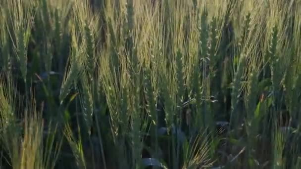 Die Grünen Ähren Des Korns Weizenwind Bebt — Stockvideo