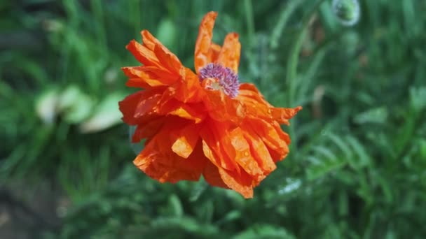 Sommermohn Blüht Auf Der Grünen Wiese — Stockvideo