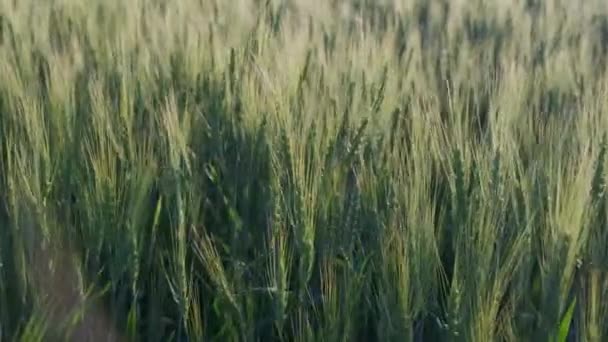 Die Grünen Ähren Des Korns Weizenwind Bebt — Stockvideo