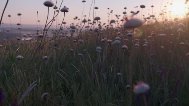 美丽的草地 粉色的花朵 背景阳光明媚 夏季主题背景 — 图库视频影像