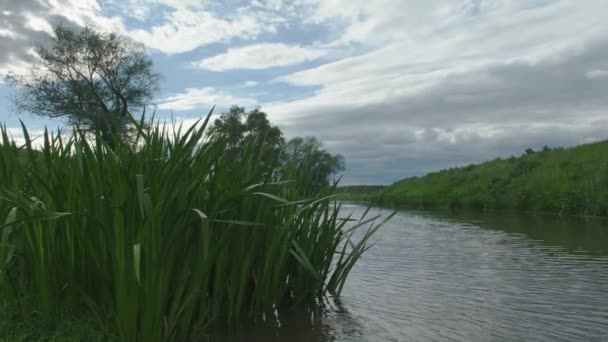 Brzegu Małej Rzeki Przed Burzą Piorunami Mała Czysta Rzeka Zielone — Wideo stockowe