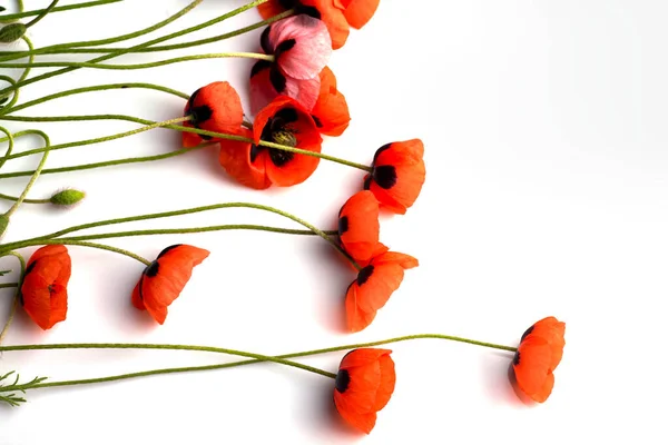 Flor Papoula Vermelha Fundo Branco Espaço Cópia — Fotografia de Stock