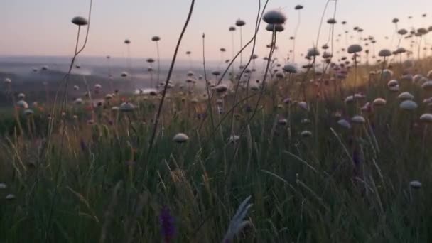 美丽的草地 粉色的花朵 背景阳光明媚 夏季主题背景 — 图库视频影像