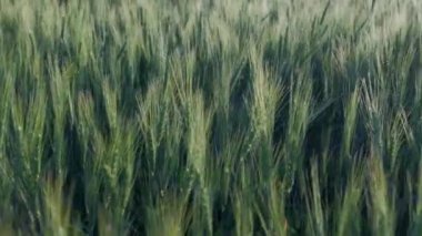 Tahılın yeşil kulakları. Buğday rüzgarı sallanıyor