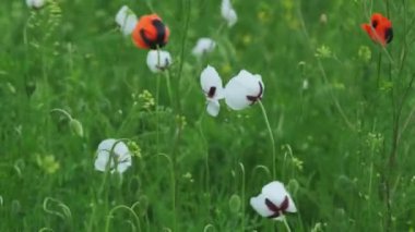 Tarlada beyaz gelincik çiçeği, Papaver dubium albiflorum