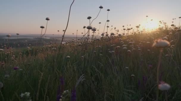 Schöne Wiese Rosa Blumen Auf Sonnigem Hintergrund Hintergrund Zum Thema — Stockvideo