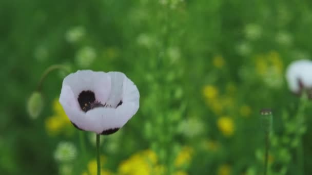 Biały Kwiat Maku Polu Papaver Dubium Albiflorum — Wideo stockowe