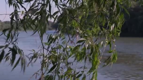 Orilla Río Antes Una Tormenta Pequeño Río Limpio Verde Cubierto — Vídeos de Stock