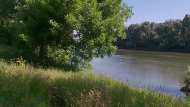 Orilla Río Antes Una Tormenta Pequeño Río Limpio Verde Cubierto — Vídeo de stock