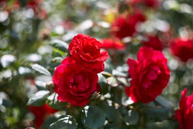 Kırmızı güller doğal ve tatillerde kullanılıyor. Bahçedeki kırmızı güller.