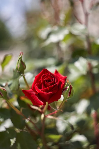 花园里五彩斑斓、美丽、娇嫩的玫瑰 — 图库照片