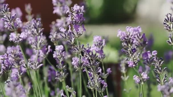 Bumble Bee Landing op Lavendel. Lavendelbloemen close-up. — Stockvideo