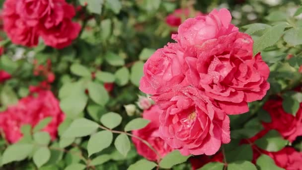 Розовая роза расцветает в летнем саду на розовом Буше. Крупный план цветка розы с капельками дождя на лепестках. — стоковое видео