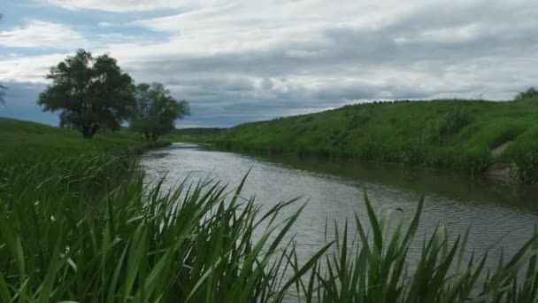 En la orilla de un pequeño río antes de una tormenta. Pequeño río limpio y verde cubierto riberas del río. — Vídeos de Stock