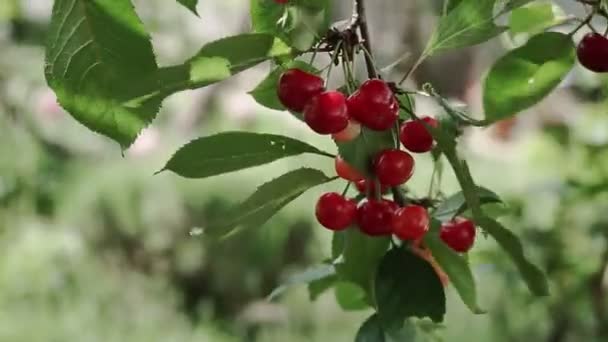 Röd surkörsbärsträd gren med par välsmakande frukt på vinden. Närbild körsbärsträd grenar och frukt — Stockvideo