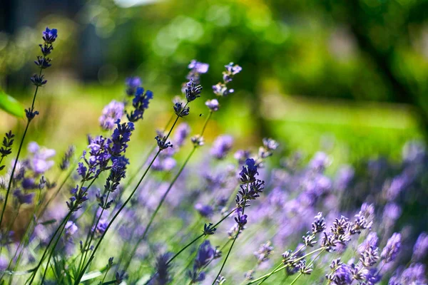 Lavendelbloemenveld Groeiende Bloeiende Lavendel — Stockfoto