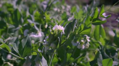 Baharda yakın planda bir tarladaki taze bezelyeler. Taze bezelye tarlası. Genç yeşil bezelyeler tarlada yetişiyor. Çiçekler ve yeşil bezelye meyveleri.