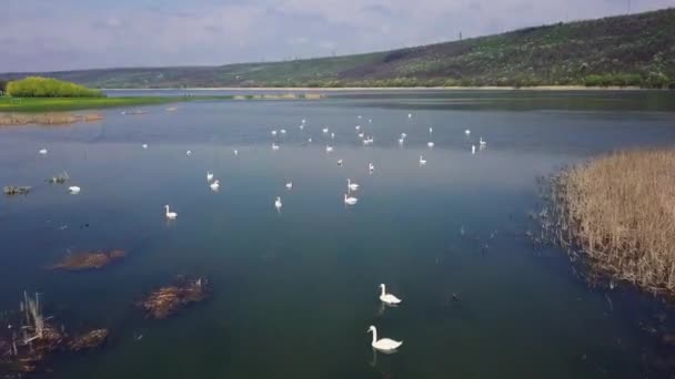 Schöne Schwäne Fluss Schwarm Schwäne Schwimmt Gemeinsam Auf Fluss — Stockvideo