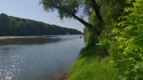 Orilla Río Antes Una Tormenta Pequeño Río Limpio Verde Cubierto — Vídeos de Stock