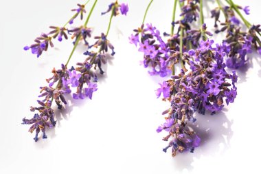 Beyaz arkaplanda bir demet lavanta çiçeği var..