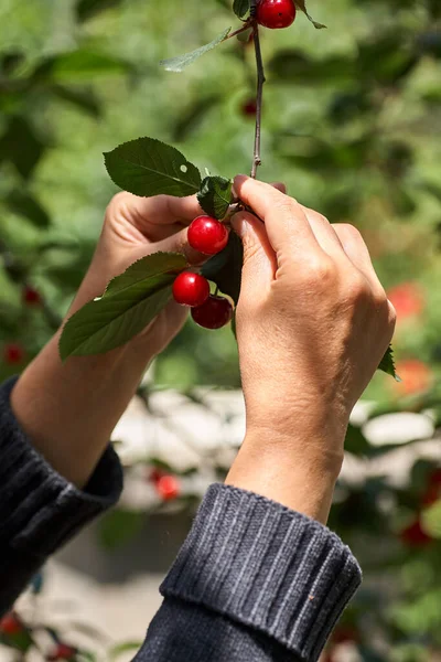 Kvinnliga Handplockande Körsbär Från Gren Trädgården — Stockfoto