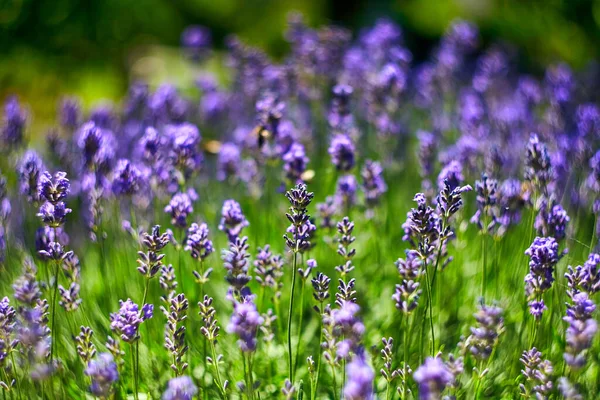 Lavendelbloemenveld Groeiende Bloeiende Lavendel — Stockfoto