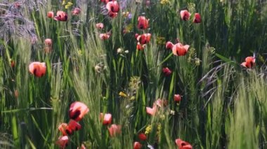 Çayırda bahar zamanı, tarlada özel kırmızı gelincik çiçekleri