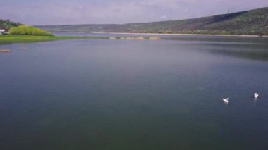 Nehirdeki güzel kuğular. Nehirde birlikte yüzen kuğu sürüsü.