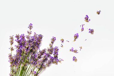 Beyaz arkaplanda bir demet lavanta çiçeği var..