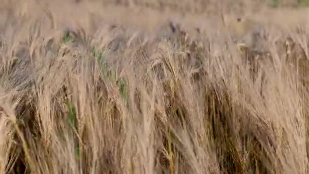 Campo Coltivato Grano Ondeggiante Attraverso Vento Campo Grano — Video Stock