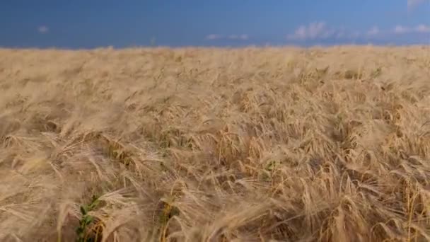 Wheat Crop Field Swaying Though Wind Field Wheat — Stock Video