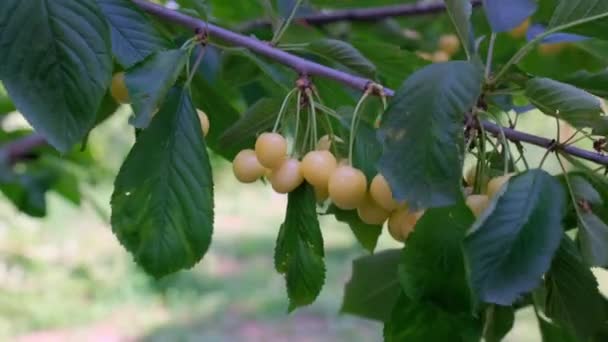Yellow Cherry Fruits Branch Tree Green Leaves Cherries Sweet Variety — Stock Video