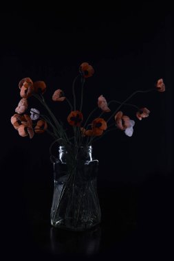 Siyah arka planda cam gelincikleriyle Hayat