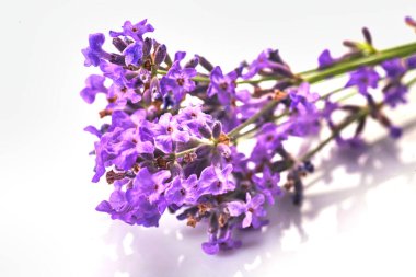 Beyaz arkaplanda bir demet lavanta çiçeği var..