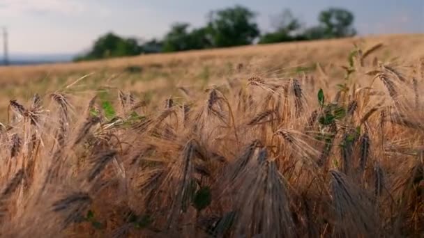 Campo Colheita Trigo Balançando Através Vento Campo Trigo — Vídeo de Stock