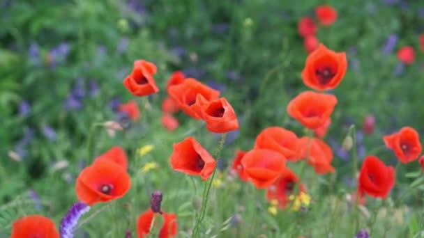 Large Red Field Poppies Field — Stock Video