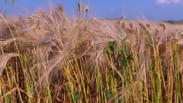 Rüzgarda Savrulan Buğday Tarlası Bir Buğday Tarlası — Stok video