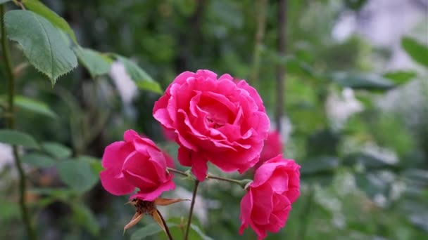 Roses Rouges Roses Rouges Dans Jardin — Video