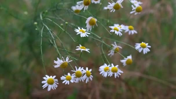 Beyaz Papatya Çiçekleri Gün Batımı Işıklarında Çayırda Rüzgarda Sallanan Beyaz — Stok video