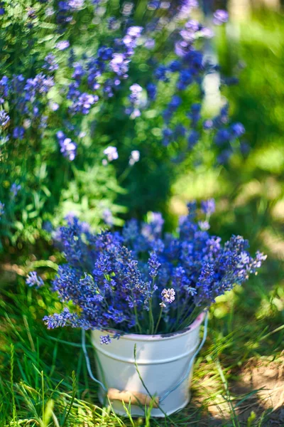 White Vase Lavender Bouquet Vintage Chair Lavender Field Background — Stock Photo, Image