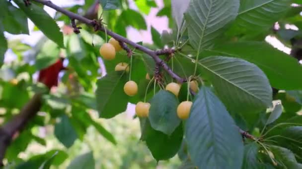緑色の葉を持つ枝の木に黄色の桜の果物 これは甘い品種のチェリーです — ストック動画